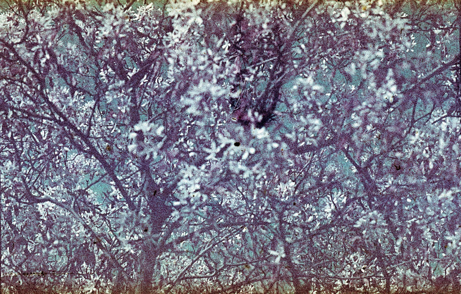 Thumbnail /2022 Berlin/Cherry Blossom AgfaC.jpg